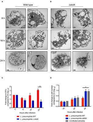 Legionella pneumophila Infection Rewires the <mark class="highlighted">Acanthamoeba castellanii</mark> Transcriptome, Highlighting a Class of Sirtuin Genes